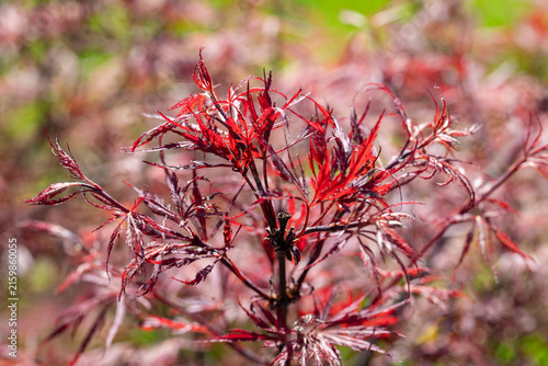 Les jeunes pousses rouge vif et finement découpées d'un érable du Japon (Acer palmatum) en plein soleil au printemps. Les feuilles sont d'une couleur rouge rubis ou pourpre très lumineuse.