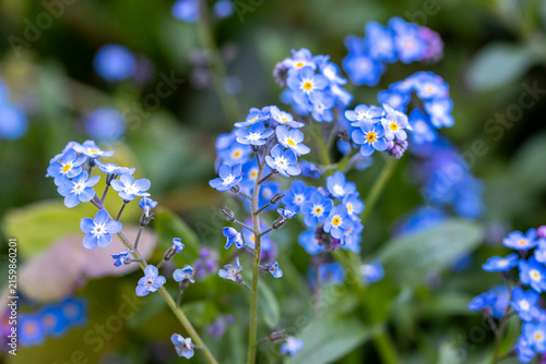 Myosotis en fleurs secoués sur fond verdoyant. Fond de fleurs de printemps. Gros plan, discret, bleu.