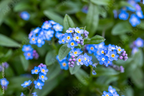 Myosotis en fleurs secoués sur fond verdoyant. Fond de fleurs de printemps. Gros plan, discret, bleu.