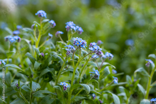 Myosotis en fleurs secoués sur fond verdoyant. Fond de fleurs de printemps. Gros plan, discret, bleu.