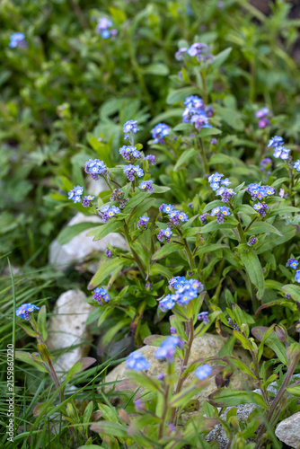 Myosotis en fleurs secoués sur fond verdoyant. Fond de fleurs de printemps. Gros plan, discret, bleu.