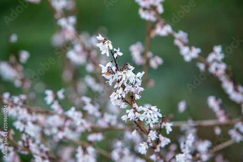 Les fleurs blanches du forsythia blanc balancées dans le cadre apaisant d'un jardin, mettant en valeur les détails d'un arbuste printanier.
