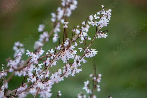 Les fleurs blanches du forsythia blanc balancées dans le cadre apaisant d'un jardin, mettant en valeur les détails d'un arbuste printanier.
