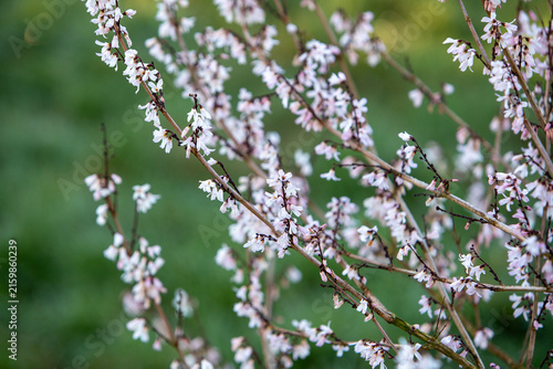 Les fleurs blanches du forsythia blanc balancées dans le cadre apaisant d'un jardin, mettant en valeur les détails d'un arbuste printanier.