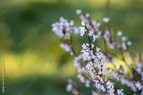 Les fleurs blanches du forsythia blanc balancées dans le cadre apaisant d'un jardin, mettant en valeur les détails d'un arbuste printanier.