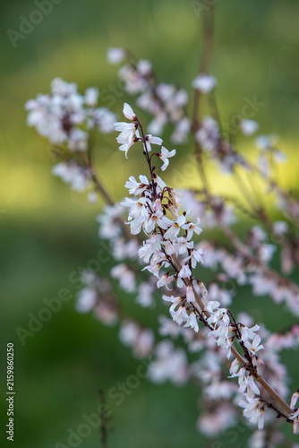 Les fleurs blanches du forsythia blanc balancées dans le cadre apaisant d'un jardin, mettant en valeur les détails d'un arbuste printanier.
