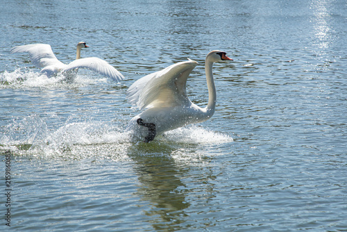 Photography Two large white mute swans running fast over the blue river water surface while