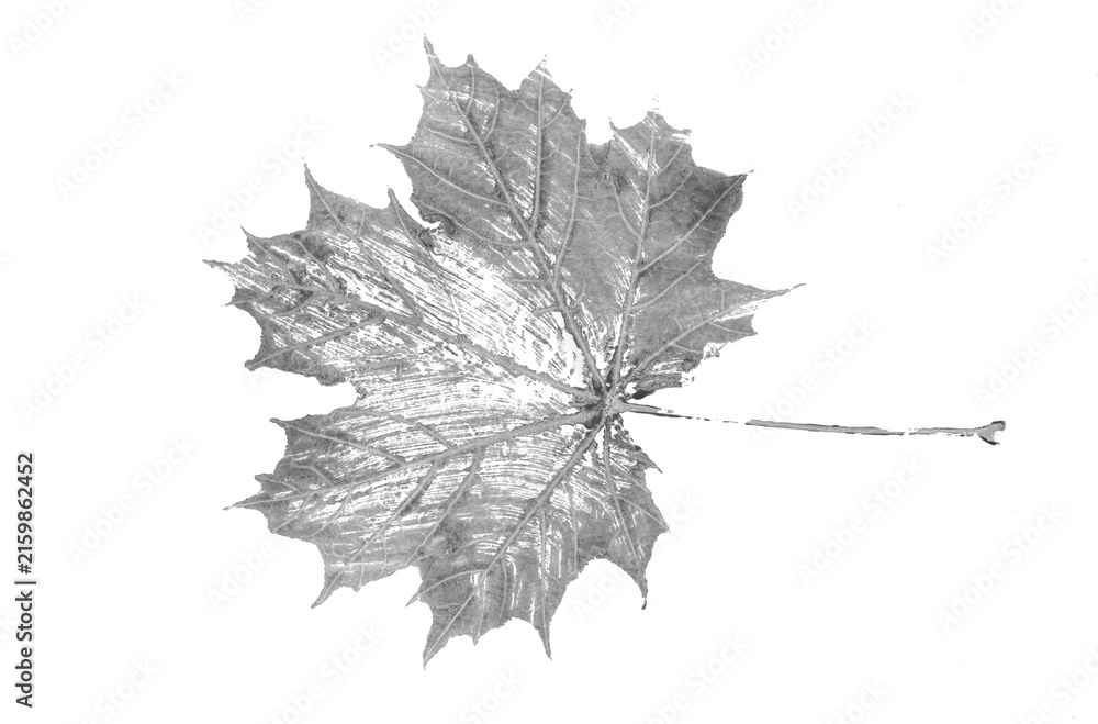 Fototapeta premium leaf print on a white background, sketch