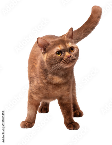 Cinnamon British Shorthair cat. Isolate