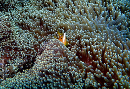 Obraz na płótnie Philippines sea life