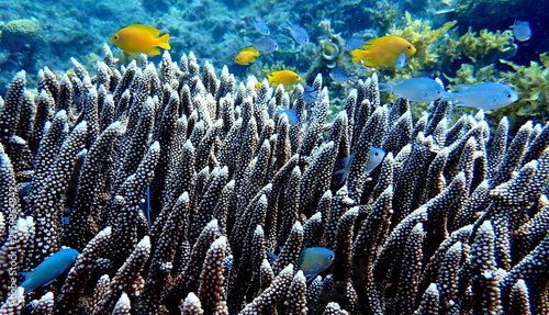 Obraz na płótnie Philippines sea life