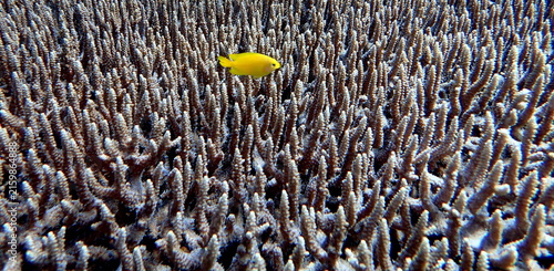 Obraz na płótnie Philippines sea life