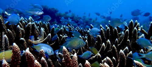 Obraz na płótnie Philippines sea life