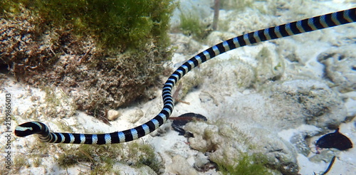Obraz na płótnie Philippines sea life