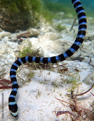 Obraz na płótnie Philippines sea life