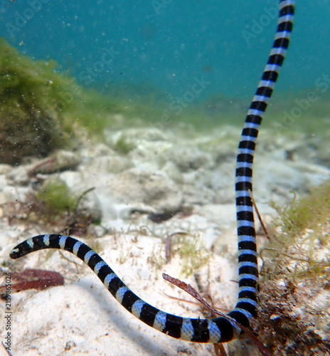 Obraz na płótnie Philippines sea life