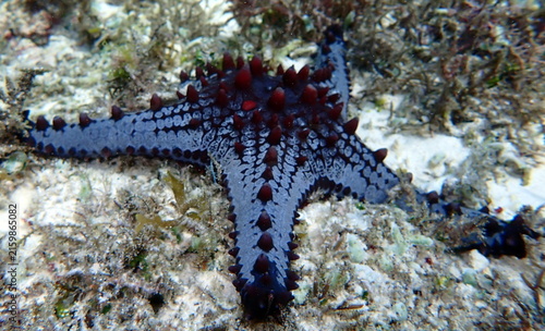 Obraz na płótnie Philippines sea life