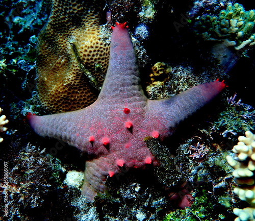 Obraz na płótnie Philippines sea life