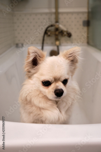 Vertical shot of a small cream-colored longhair Chihuahua dog standing in a white bathtub, resting its paw on the edge while waiting to be washed.