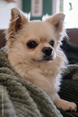 Vertical close-up portrait of a fluffy cream-colored longhair Chihuahua dog wrapped in a soft green blanket sitting on a couch.