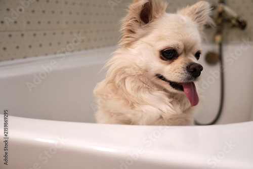 Close-up photo of a cute cream-colored longhair Chihuahua dog standing in a bathtub and sticking out its tongue to lick its nose before bath time.