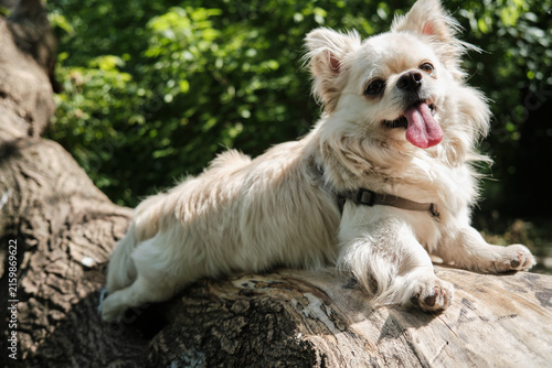 Full body shot of a fluffy cream long-haired chihuahua dog lying on a large fallen tree trunk in a park, panting with its tongue sticking out in the summer sunlight.