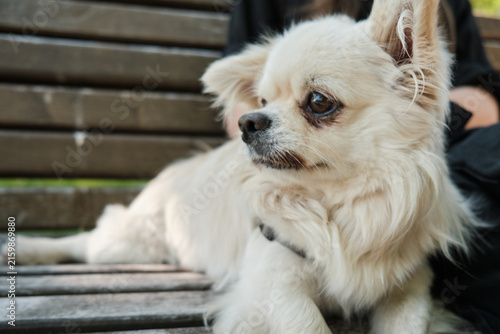 Small Fluffy Chihuahua Dog Sitting on Wooden Bench Next to Owner. A cute long-haired cream Chihuahua mix dog lying on a wooden park bench outdoors next to an unrecognizable person on a sunny day.