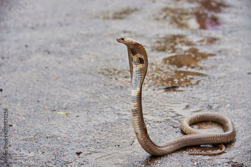 Konstfotografi Indian cobra
