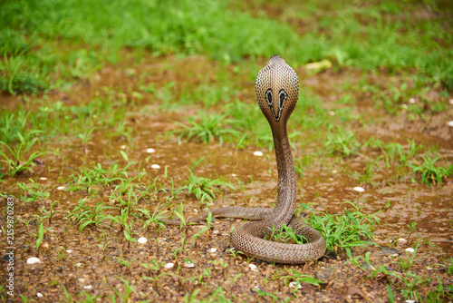 Canvastavla indian cobra  in the grass