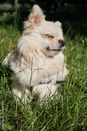 Small White Fluffy Dog Sitting in Green Grass Outdoors. Side profile view of a cute white long-haired small dog resting in tall green grass in a sunlit park during daytime.
