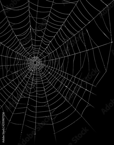 Картината върху платно Realistic spider web overlay on black background, detailed cobweb texture with white silk threads for Halloween design, horror poster, spooky decoration or graphic composition
