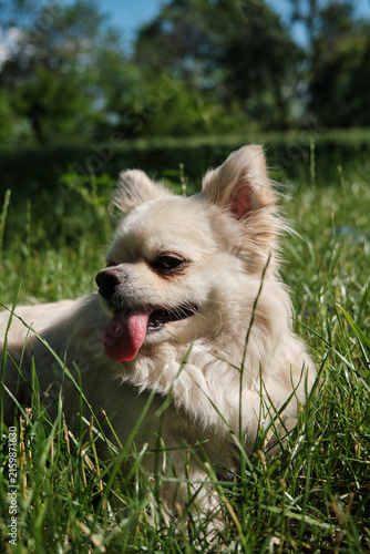 Close-up portrait of a cute long-haired cream chihuahua resting in bright green grass with open mouth and tongue sticking out on a sunny day.