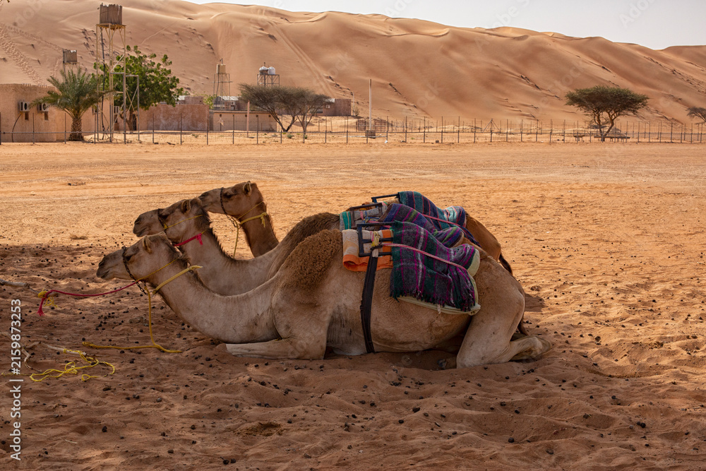 Fototapeta premium Three camels in the shade