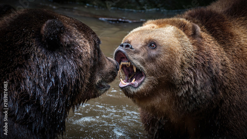 Fotografía Brown bear in Katmai, Alaska during the sockeye salmon run