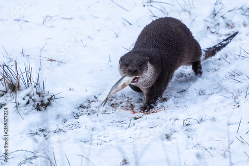 Konstfotografi European river otter (Lutra lutra) eating caught fish on ice of frozen river in