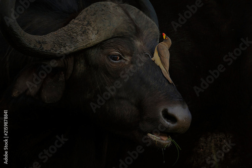 Canvastavla African Buffalo, syncerus caffer, Adult who ruminates, Masai Mara Park in Kenya