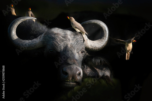 Canvastavla African Buffalo, syncerus caffer, Adult who ruminates, Masai Mara Park in Kenya