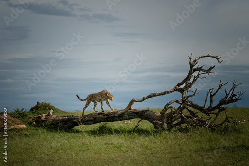 Leopard stealthily walking in the tall grass of the savannah during a hunt in Masai Mara National Reserve, Kenya