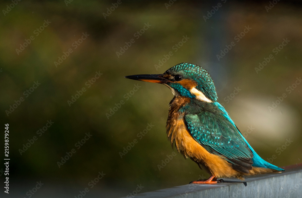 Fototapeta premium Common kingfisher, Alcedo atthis. A bird sits on a branch, looking back, beautiful background