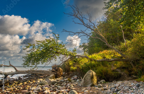 Wildromantische Ostseeküste, die Steilküste bei Katharinenhof auf Fehmarn