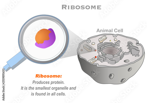 Ribosomes are found in all living cells, diagram. Functions and location within the cell. Cell organelles. Biology, illustration vector
