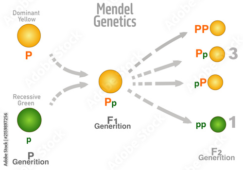 Mendel genetics. Mendelian law, segregation genes. Dominance, uniformity. First, second generation rates,  dominant, recessive parent peas, different colors, yellow green. Not AI. Vector illustration