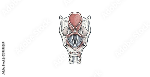 Konstfotografi Detailed anatomical illustration of the human larynx and vocal cords