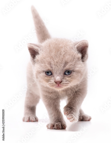 Adorable lilac British Shorthair kitten walking forward isolated on white background