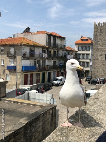 Fotografie Close-up of a seagull standing on a stone ledge in an old European town square