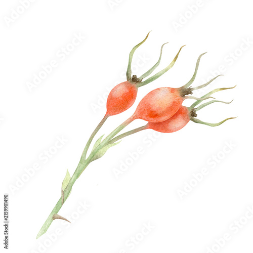 Obraz na plátne Dog rose briar branch with berries isolated hand drawn watercolor illustration