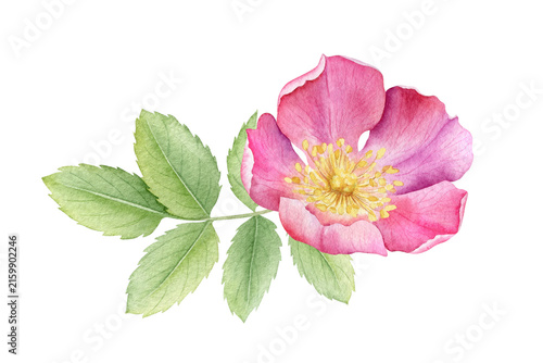 Konstfotografi Pink wild rose hip flower with leaves, hand painted isolated watercolor illustration