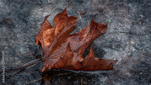 Bild auf Leinwand Dry brown maple leaf frozen in dark winter ice puddle