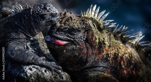Bild auf Leinwand The two marine iguanas basking under the sun on the Galapagos Islands