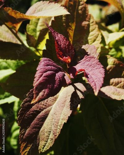 Canvastavla Close up view of textured burgundy foliage with serrated edges